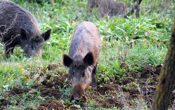 Caccia Al Cinghiale A Monte Pellegrino Due Bracconieri Denunciati