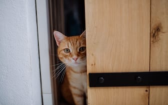Ginger curious cat peeking through the door.