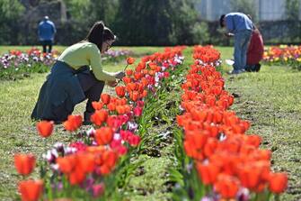 Arte ecologica a Scandicci (Firenze), con la fioritura di 200 mila tulipani, 7 aprile 2018. E' possibile visitare la fioritura del campo e raccogliere liberamente i tulipani dietro il versamento di un contributo che servirà a finanziare il progetto. ANSA/ MAURIZIO DEGL' INNOCENTI 