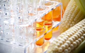 Corn and lab equipment. Concept for biofuel research.