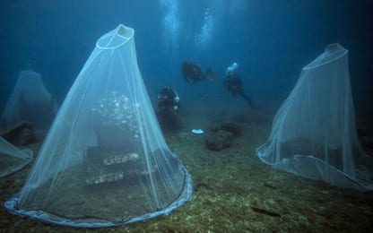 Mediterraneo, le "nursery” sottomarine