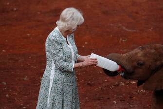 epa10952722 Britain's Queen Camilla feeds a calf at the Sheldrick elephant orphanage on the outskirts of Nairobi, Kenya, 01 November 2023. Britain's King Charles III and his wife Queen Camilla are on a four-day state visit starting on 31 October 2023, to Nairobi and Mombasa. This will be the first official visit by Their Majesties to an African nation and the first to a commonwealth member state since their coronation in May 2023.  EPA/THOMAS MUKOYA / POOL