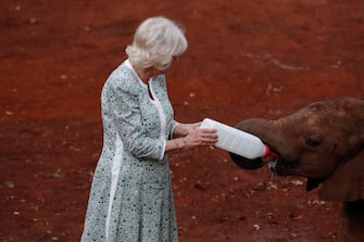 epa10952722 Britain's Queen Camilla feeds a calf at the Sheldrick elephant orphanage on the outskirts of Nairobi, Kenya, 01 November 2023. Britain's King Charles III and his wife Queen Camilla are on a four-day state visit starting on 31 October 2023, to Nairobi and Mombasa. This will be the first official visit by Their Majesties to an African nation and the first to a commonwealth member state since their coronation in May 2023.  EPA/THOMAS MUKOYA / POOL