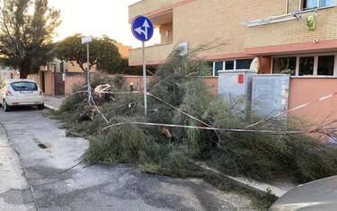 Alberi caduti a Fiumicino a causa del forte vento, 26 settembre 2020.
ANSA/ DARIO NOTTOLA