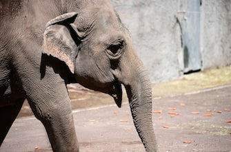 Un elefante asiatico cerca ristoro nella piscina dello zoo BioParco di Roma, Italia, 19 luglio 2023.
An Asian elephant seeks refresh in the BioParco zoo pool in Rome, Italy, 19 July 2023. ANSA/RICCARDO ANTIMIANI
