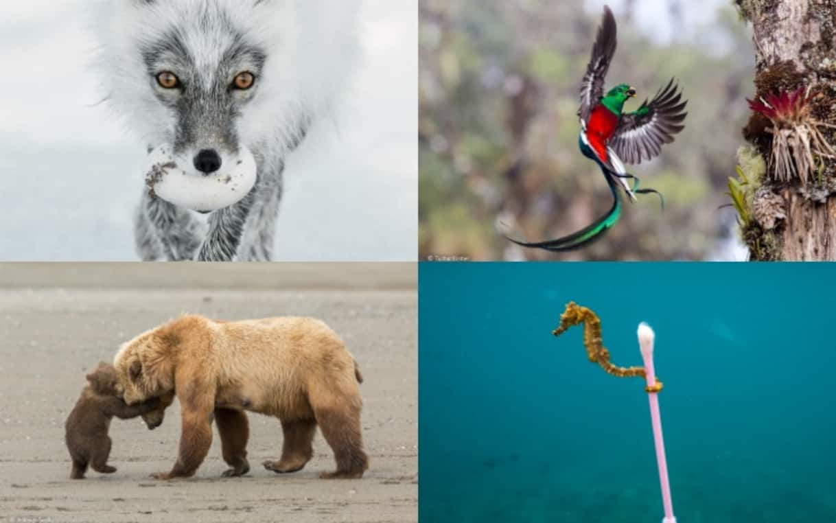I finalisti del Wildlife Photographer of the Year 2017