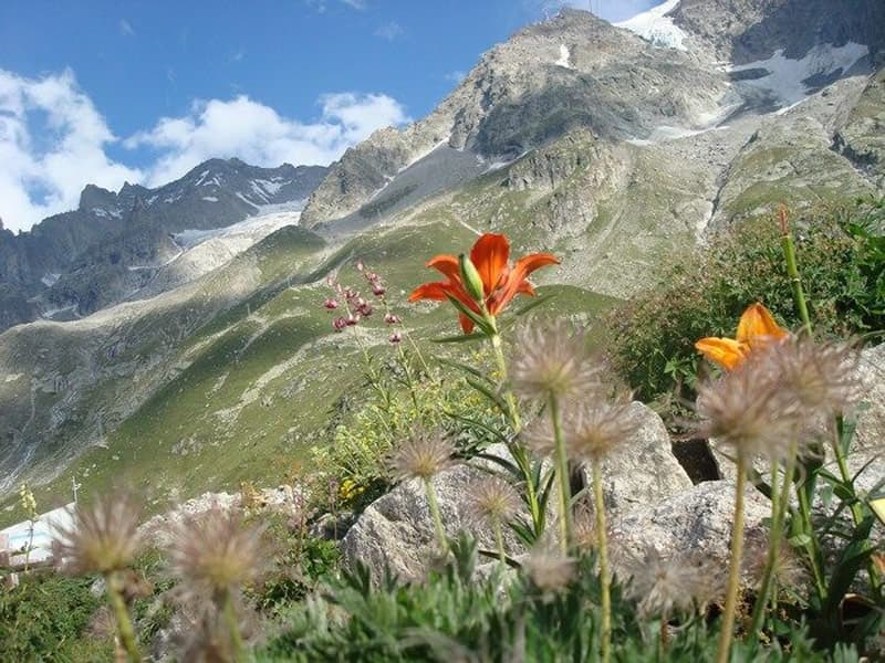 gioardino botanico