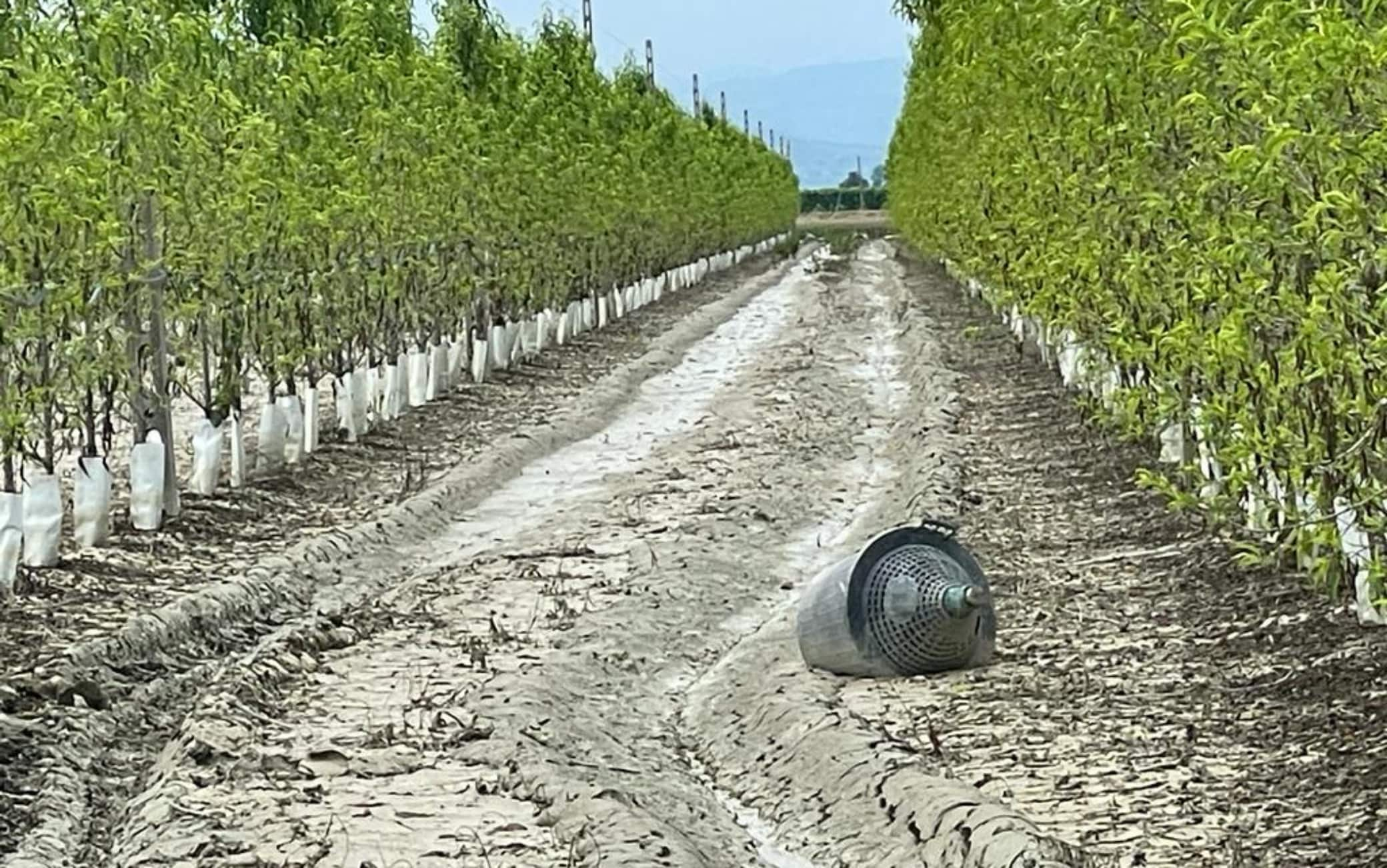 Alluvione In Emilia-Romagna, I Danni Dell’acqua Ai Frutteti. FOTO | Sky ...