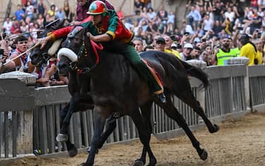 I cavalli del Palio di Siena di Provenzano 2025