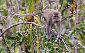 Long-tailed macaque, Macaca fascicularis, Tanjung Puting National Park, Borneo, Indonesia.