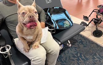 West Palm Beach, United States-November 20, 2021: Man is at the airport waiting to board a flight. He is traveling with their French Bulldog. French Bulldogs are a very popular breed of designer dogs. They are very expensive. Many people choose to travel with their pets and take them with them when they fly. The pets must remain in pet carriers on the airplane.