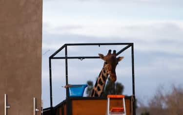 CIUDAD JUAREZ , MEXICO - JANUARY 21: Benito the giraffe is seen as he is prepared for transport at the Central Park Zoo in Ciudad Juarez to Africam Safari Park, in Puebla, a zoo where he will live starting next week in Mexico on January 21, 2024. (Photo by Christian Torres/Anadolu via Getty Images)