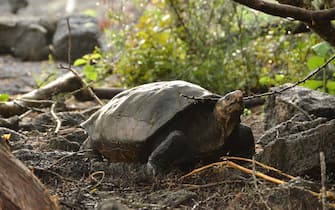 Sopravvive ancora alle Galapagos la specie di tartaruga gigante dell'isola di Fernandina (Chelonoidis phantasticus) che si pensava ormai estinta. Lo dimostra l'analisi del Dna di un esemplare femmina attualmente vivente di nome Fernand', l'unica della sua specie identificata dopo oltre un secolo di ricerche. ANSA/Galápagos Conservancy +++ NO SALES, EDITORIAL USE ONLY +++