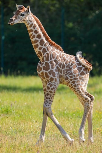 GERMANY ANIMALS GIRRAFE BERLIN TIERPARK ZOO