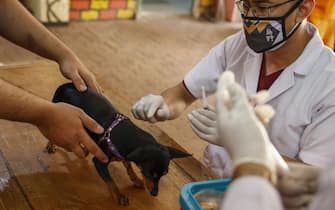INDONESIA ANIMALS RABIES VACCINATION