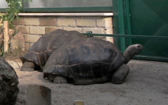  due esemplari di taratrughe nel rettilario del Bioparco di Roma 7 Gennaio 2012 ANSA/FABIO CAMPANA 