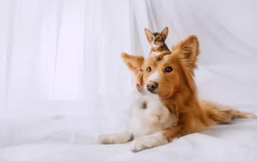 mixed breed dog posing with a kitten on his head and a rabbit