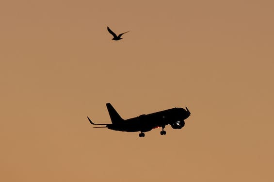 Collisione con gabbiani, rientra a Palermo volo Ita per Linate Collisione con gabbiani, rientra a Palermo volo Ita per Linate