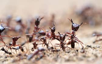 Soldier army ants protecting the workers which are wandering on a self-made ant street.