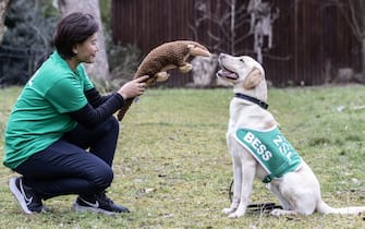  Bess  one of two British detection dogs specially trained to detect and protect Critically Endangered pangolins in Thailand sniffs it s Pangolin cuddly toy being held by May Moe Wah country manager for ZSL in Thailand. The two dogs named  Buster  and  Bess  have been specially trained by the Metropolitan police to detect pangolins and help fight their illegal wildlife trade and are soon to be deployed to Thailand where they will work with the ZSL conservation charity s team of experts protecting the Critically Endangered pangolin in Thailand.   28.02.2023 

Material must be credited "The Times/News Licensing" unless otherwise agreed. 100% surcharge if not credited. Online rights need to be cleared separately. Strictly one time use only subject to agreement with News Licensing
