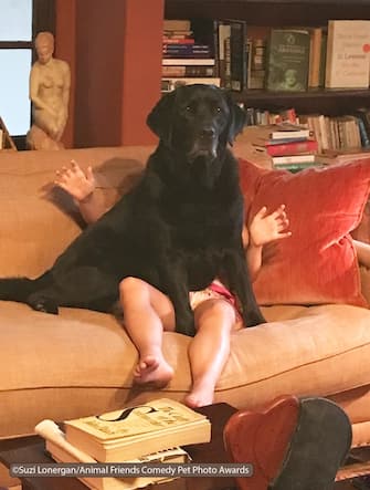 Le foto dei 40 finalisti all'Animal Friends Comedy Pet Photo Awards