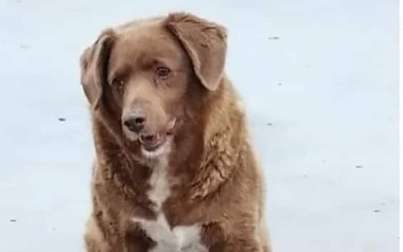Dubbi sul cane Bobi, sospeso il record per il cane più vecchio del mondo:  morto a 31 anni