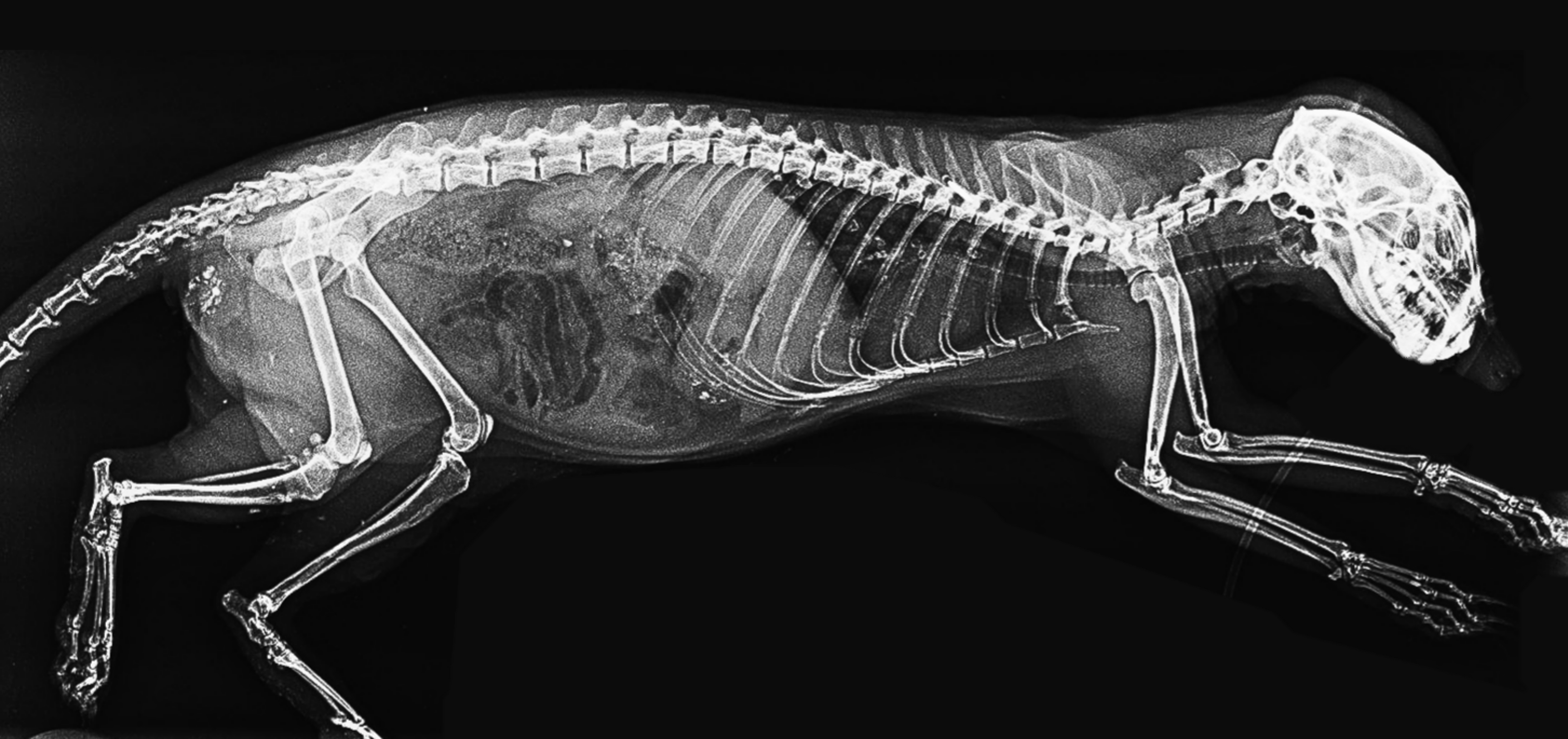 London Zoo’s veterinary team have dug into their archives to share a new series of amazing x-ray images - taken while caring for the conservation zoo’s 14,000 animals.
The striking images, shared ahead of the zoo’s half-term visitor event, Vets in Action (Saturday 11 – Sunday 19 February), show the sheer variety of work undertaken by the expert team over the past decade; from caring for Critically Endangered big-headed turtles and mountain chicken frogs to pygmy slow loris and Humboldt penguin chicks, the images reveal how their patients range far beyond the usual cats and dogs.
London Zoo’s pioneering veterinary team have been integral to the iconic zoo’s science-led conservation work since the on-site clinic officially opened in 1955; the team works with zookeepers to carry out regular health checks on all London Zoo’s animals, helping to protect almost 400 species, from Critically Endangered Western lowland gorillas, to Sumatran tigers.
The fascinating images have been shared ahead of the conservation zoo’s award-winning Vets in Action event (Saturday 11 – Sunday 19 February), where kids can join the vet team at London Zoo for a packed week of immersive family activities celebrating their incredible work.

-PICTURED: Animal x-rays
-LOCATION: London UK
-DATE: 8 Feb 2023
-CREDIT: ZSL London Zoo/Cover Images/INSTARimages.com