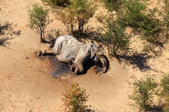 BOTSWANA NATURE ANIMALS ELEPHANT DEATHS