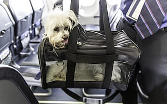 Small dog is sticking his head out of a pet carrier as the boards an airplane.  rm