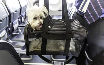Small dog is sticking his head out of a pet carrier as the boards an airplane.  rm