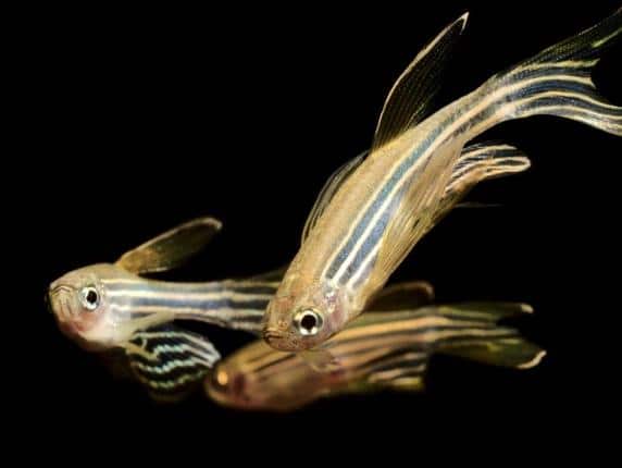 Esemplari di Zebrafish