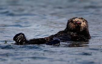 A sea otter floats on the surface of Elkhorn Slough in Moss Landing, Calif. on Thursday, April 12, 2018. Marine biologists from the Monterey Bay Aquarium have observed that sea otters rehabilitated and released into Elkhorn Slough has helped restore eel grass beds and the ecosystem. (Photo By Paul Chinn/The San Francisco Chronicle via Getty Images)