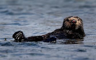 A sea otter floats on the surface of Elkhorn Slough in Moss Landing, Calif. on Thursday, April 12, 2018. Marine biologists from the Monterey Bay Aquarium have observed that sea otters rehabilitated and released into Elkhorn Slough has helped restore eel grass beds and the ecosystem. (Photo By Paul Chinn/The San Francisco Chronicle via Getty Images)