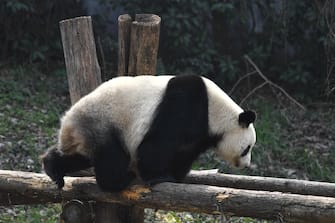 Cute giant pandas enjoy spring time at Nanjing Hongshan Forest Zoo, Nanjing City, east China's Jiangsu Province, 5 March, 2023. (Photo by ChinaImages/Sipa USA)