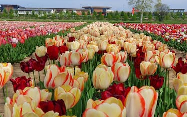 campo-tulipani-arese_4