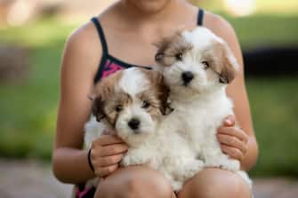 The Coton de Tuléar is a small breed of dog.