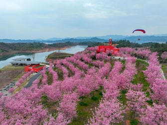 Alberi di ciliegio in Cina a Hangzhou