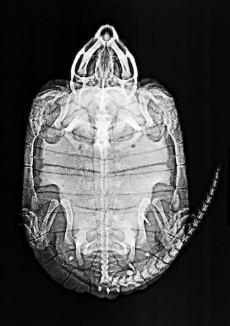 London Zoo’s veterinary team have dug into their archives to share a new series of amazing x-ray images - taken while caring for the conservation zoo’s 14,000 animals.
The striking images, shared ahead of the zoo’s half-term visitor event, Vets in Action (Saturday 11 – Sunday 19 February), show the sheer variety of work undertaken by the expert team over the past decade; from caring for Critically Endangered big-headed turtles and mountain chicken frogs to pygmy slow loris and Humboldt penguin chicks, the images reveal how their patients range far beyond the usual cats and dogs.
London Zoo’s pioneering veterinary team have been integral to the iconic zoo’s science-led conservation work since the on-site clinic officially opened in 1955; the team works with zookeepers to carry out regular health checks on all London Zoo’s animals, helping to protect almost 400 species, from Critically Endangered Western lowland gorillas, to Sumatran tigers.
The fascinating images have been shared ahead of the conservation zoo’s award-winning Vets in Action event (Saturday 11 – Sunday 19 February), where kids can join the vet team at London Zoo for a packed week of immersive family activities celebrating their incredible work.

-PICTURED: Animal x-rays
-LOCATION: London UK
-DATE: 8 Feb 2023
-CREDIT: ZSL London Zoo/Cover Images/INSTARimages.com