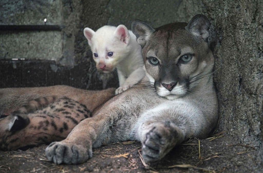 Il cucciolo albino con la sua mamma