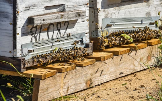 Siccità in Sicilia, a rischio il 95% della produzione di miele