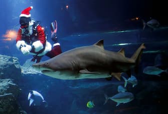 epa11037157 A diver dressed as Santa Claus swims next to a shark during a special seasonal feeding performance to celebrate Christmas at Sea Life Bangkok Ocean World aquarium in Bangkok, Thailand, 19 December 2023. The Santa diver is part of the aquarium program to attract tourists and celebrate the upcoming Christmas season in Thailand.  EPA/RUNGROJ YONGRIT
