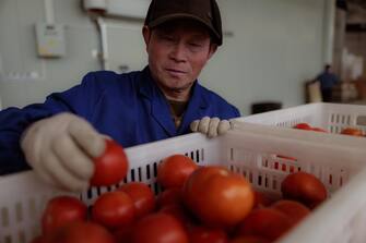 epa10483347 A worker packs tomatoes for shipping in a greenhouse in the Jingdong Agricultural Technology Park, which produces over 5,000 tons of fruits and vegetables, 5 million seedlings, during the organised media tour in Suqian, China, 22 February 2023. Chinese coastal province of Jiangsu, home to many of the world's leading exporters of electronic equipment, chemicals, and textiles, which holds a tenth of China's GDP, was listed as the world's most climate-vulnerable region. According to data published on Monday by XDI, Jiangsu province is first placed, followed by Shandong and Hebei steel production provinces, and Henan's flood-prone province at fourth.  EPA/ALEX PLAVEVSKI