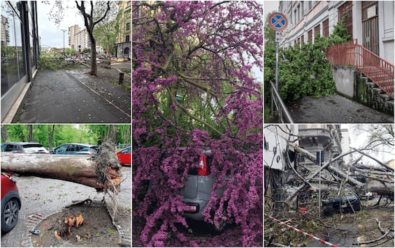 maltempo milano vento fino a 70 chilometri orari albero caduto su un palazzo foto