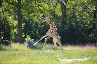 GERMANY ANIMALS GIRRAFE BERLIN TIERPARK ZOO
