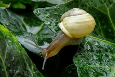 15 August 2020, Lower Saxony, Brunswick: A garden snail (Cepaea hortensis), also called garden snail, crawls over a wet ivy leaf after a rain shower. Photo: Stefan Jaitner/dpa (Photo by Stefan Jaitner/picture alliance via Getty Images)