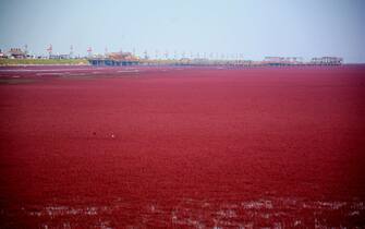 Breathtaking Panjin Red Beach in NE China