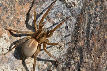 Wolf spider in Toronto, Ontario, Canada, on May 22, 2023. (Photo by Creative Touch Imaging Ltd./NurPhoto via Getty Images)
