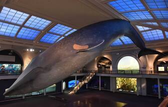 L'hub di vaccini più cool di New York City è l’American Museum of Natural History