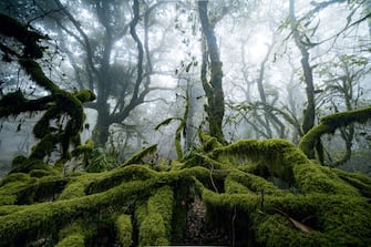 Discover the enchanting beauty of a mist-covered laurisilva forest, where ethereal trees create a magical atmosphere straight out of a fairy tale. Lose yourself in the mystery of this foggy wonderland, where tree trunks and branches disappear into the dampness, evoking a sense of captivating allure and enchantment.