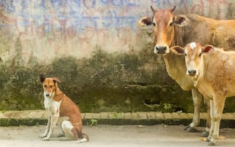 India has plenty of stray animals on the roads, to which the people of the neighborhood give food and shelter
